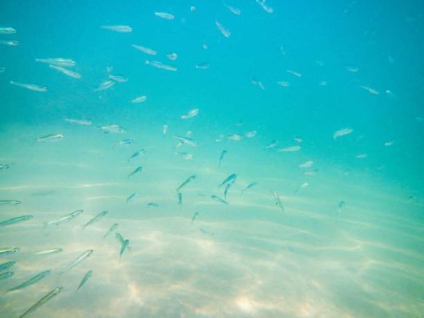 鱼群在斯洛文尼亚海游泳，水下照片图片下载