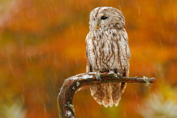 秋天橙色的森林。森林里的黄褐色猫头鹰和山雀在爪子上。棕色猫头鹰坐在树桩上，在黑暗的森林中栖息着。美丽的动物与食物。挪威森林里的鸟。图片下载