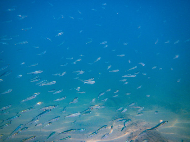 鱼群在斯洛文尼亚海游泳，水下照片图片下载
