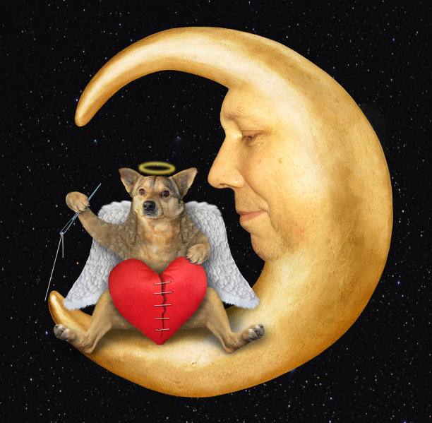 狗天使修补破碎的心图片下载