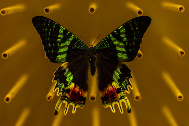 奇妙的蝴蝶围成一圈图片下载