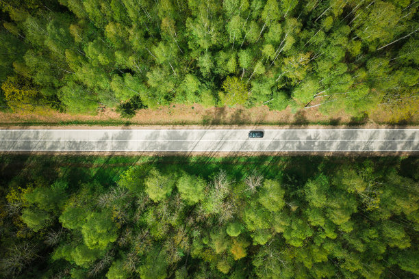 绿林中的路图片下载