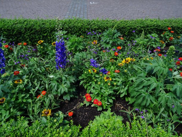 花坛上盛开着五颜六色的花朵图片下载