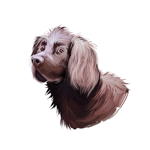 德国长毛犬品种数字艺术插图孤立在白色。流行的小狗肖像与文本。可爱的宠物手绘肖像。图形剪辑艺术设计。图片下载