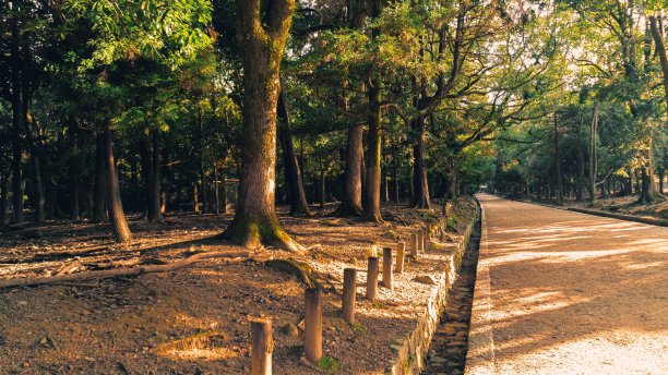 日本奈良的秋叶图片下载