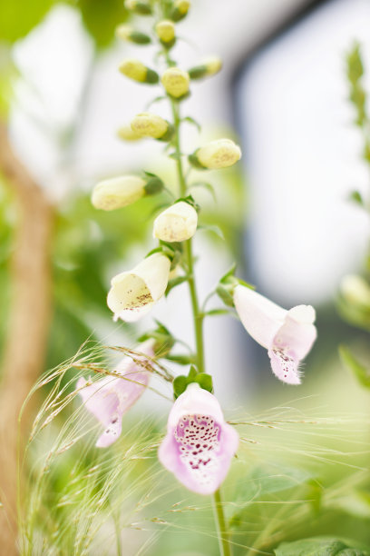 夏日城市花园：花草树木图片下载