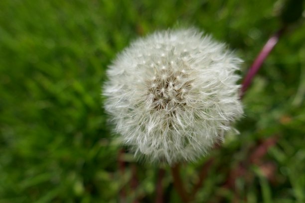 大蒲公英种子簇特写图片下载