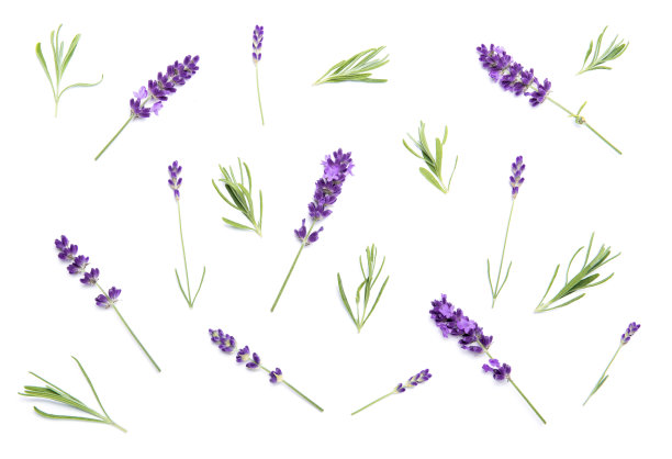 白色花背景上的薰衣草花图片下载