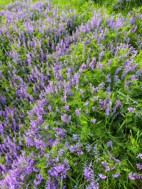 淡紫色的野花照片图片下载