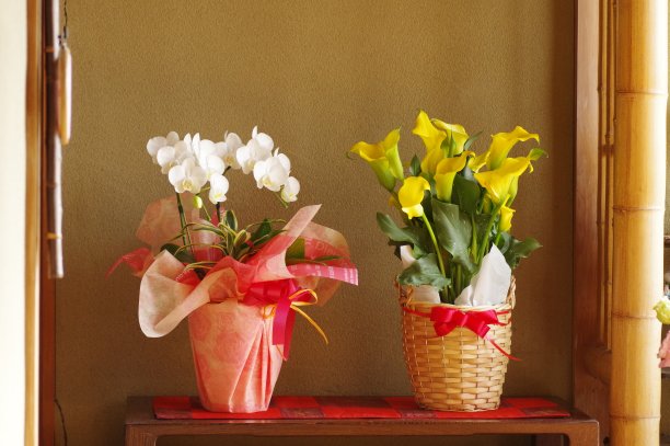 蝴蝶兰和马蹄莲在日式房屋的花图片下载