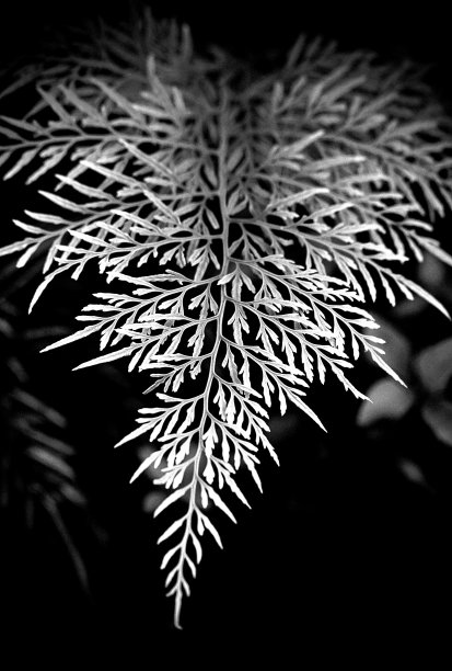 银色的叶子图片下载