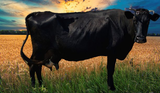 麦田背景上的一头牛的肖像图片下载
