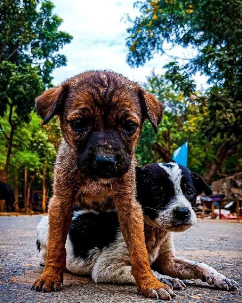 两个狗的图片下载