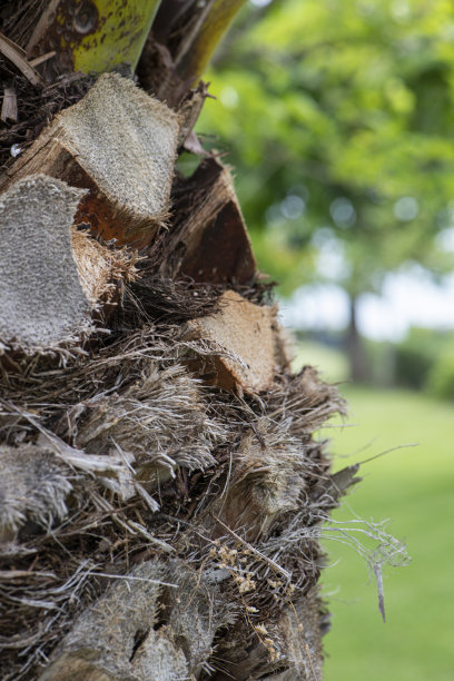棕榈树树干特写照片图片下载