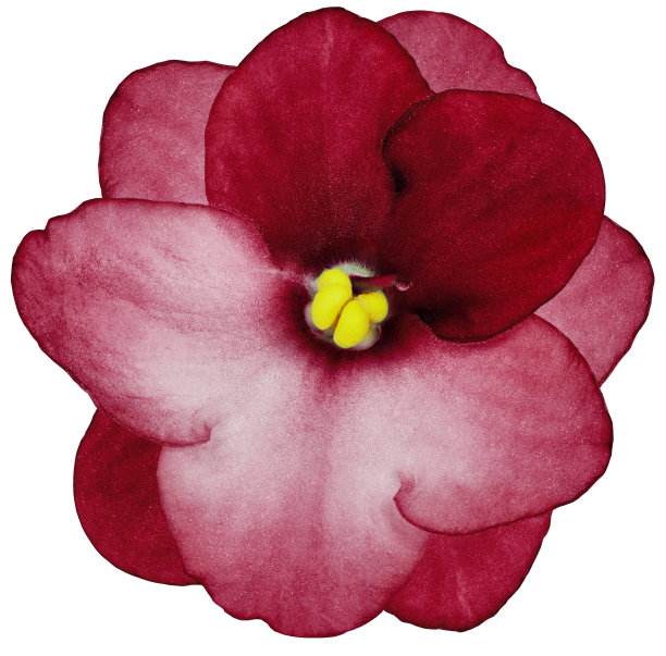 紫罗兰花红色。孤立在白色背景上的花。裁剪路径没有阴影。特写镜头。大自然。图片下载