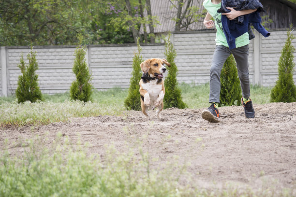 小男孩和他的朋友小猎犬图片下载