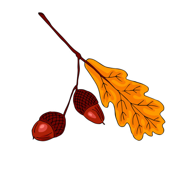 橡子栎手绘水墨插画技法。孤立的古老的森林叶的clipart叶子。卡片、请柬和社交网络装饰元素的平面设计。图片下载