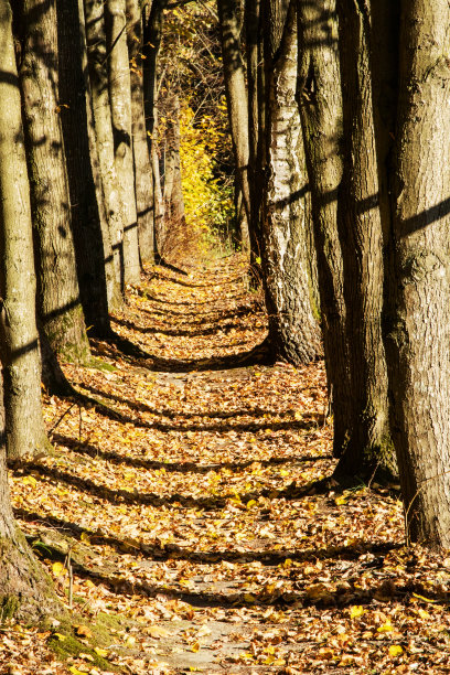 公园或近郊森林中秋日树木树干小巷的垂直照片;阳光用木头的阴影照亮了小路图片下载