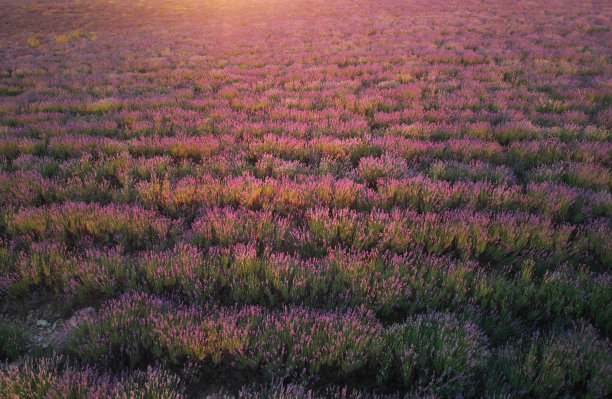 薰衣草纹理。图片下载