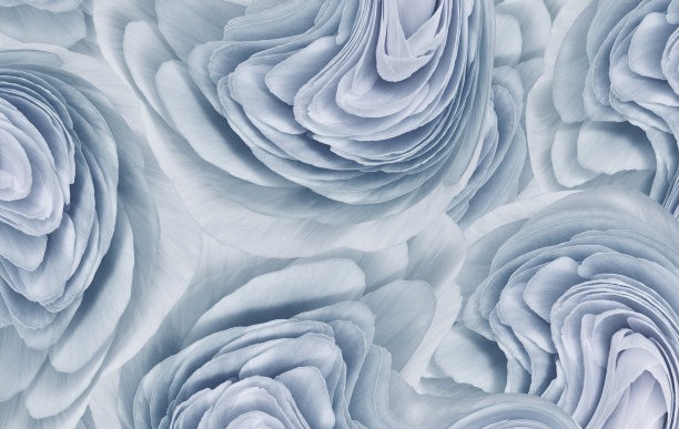 花浅蓝色背景..花瓣特写。大自然。图片下载