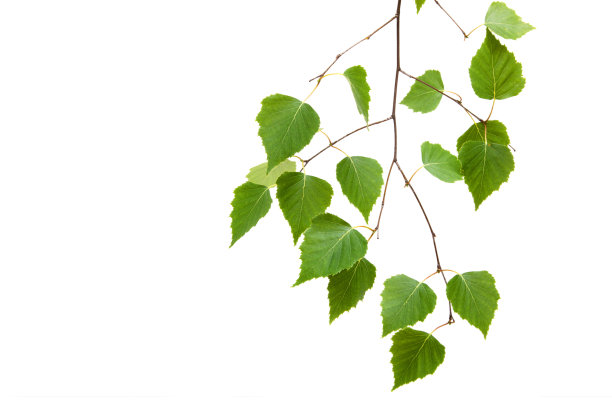 桦树的叶子孤立在白色的背景上。图片下载