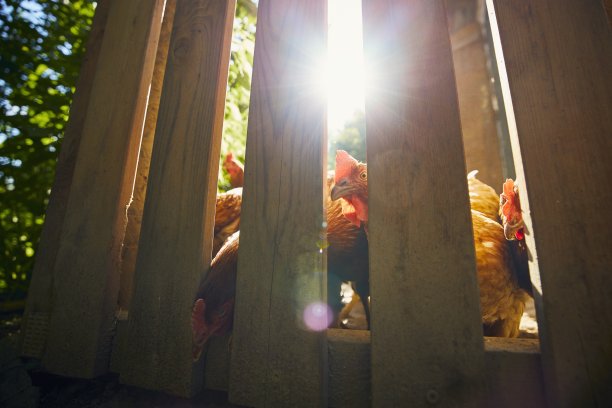 小农场的母鸡图片下载