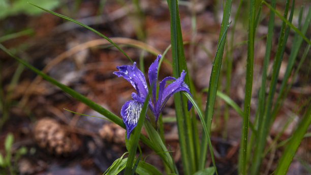 紫色的鸢尾花在森林里图片下载