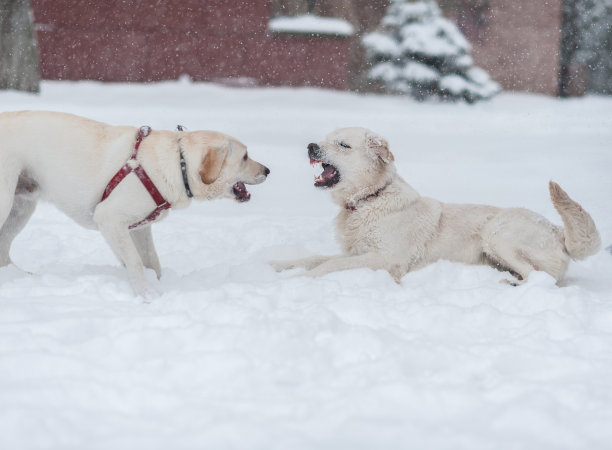 狗在雪地上玩耍图片下载