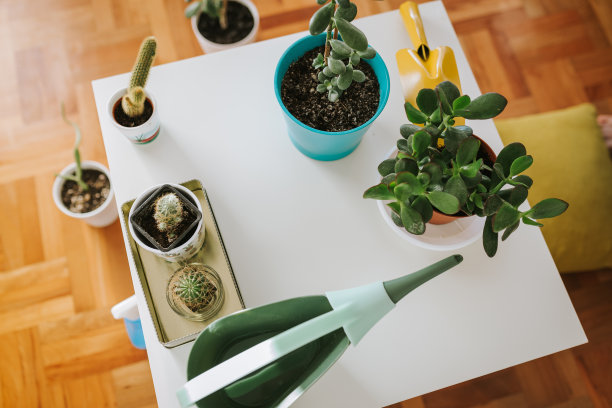白色的桌子上放着园艺工具、植物和仙人掌图片下载