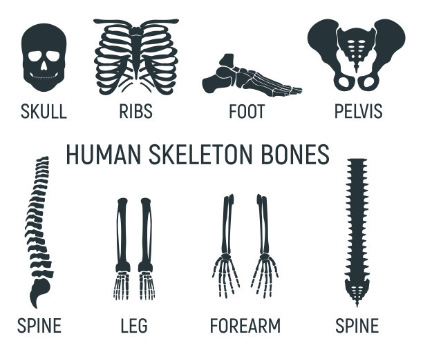 一套骨，胸部x光概念图标，x光人体图像孤立在白色，平面矢量插图。骨骼人类有机体的一部分。图片下载