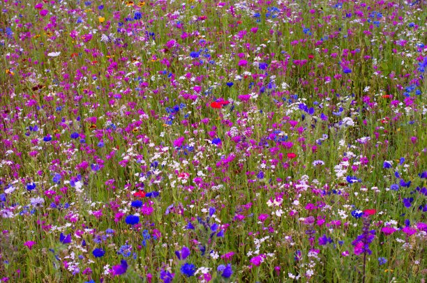 野花的草地图片下载