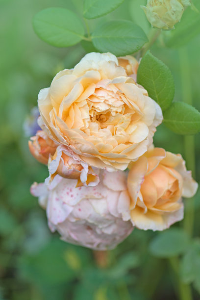 橙色玫瑰开花图片下载