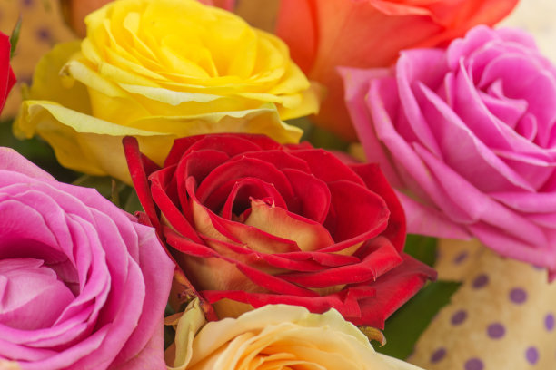 各色的玫瑰花盛开着。美丽的玫瑰花朵图片下载