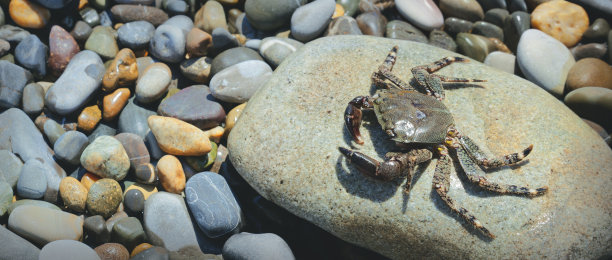 螃蟹躺在石头上。图片下载