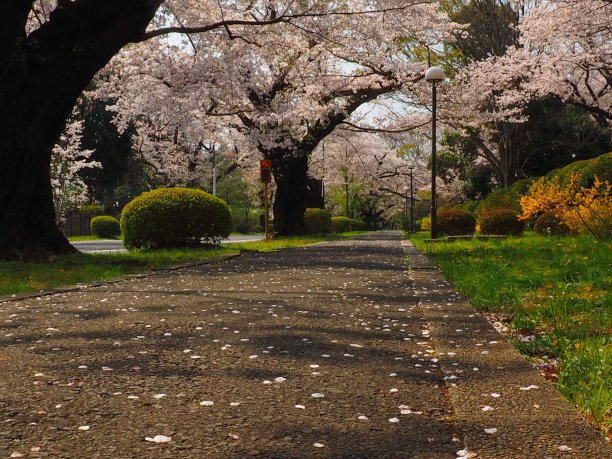 春天的国际基督教大学图片下载