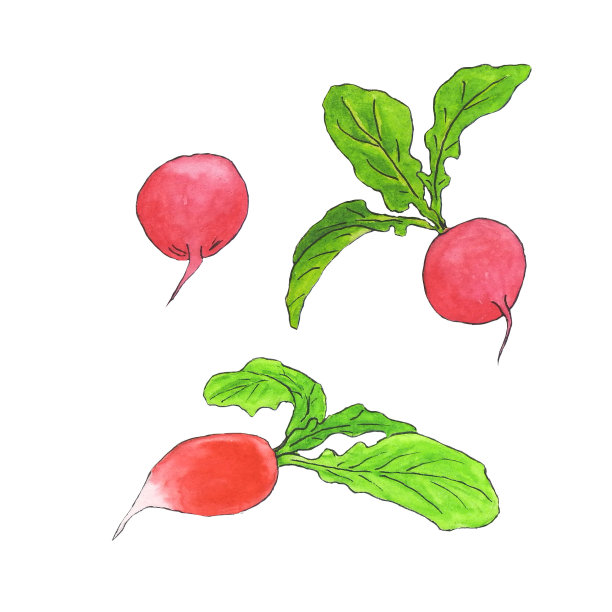 水彩束新鲜萝卜孤立在白色的背景。嫩红嫩绿的叶子。设计包装,图片下载