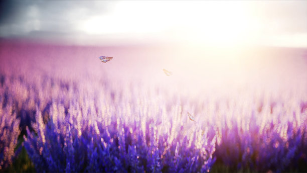 薰衣草地里的蝴蝶。自然的概念。3 d渲染。图片下载