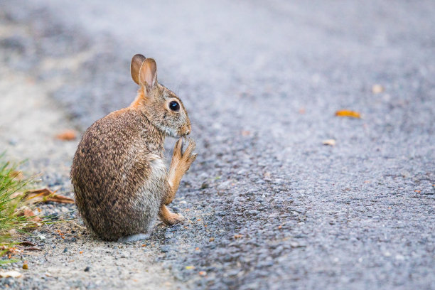 可爱的兔子图片素材ID：378204924