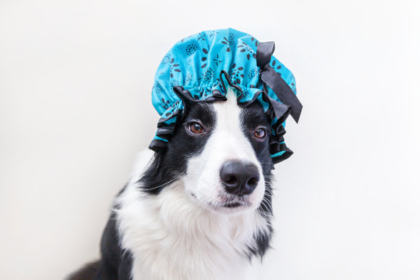 有趣的工作室肖像可爱的小狗狗边境牧羊犬戴着浴帽孤立在白色的背景。可爱的小狗准备在浴室洗澡。美容院的水疗图片下载