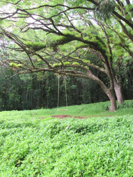 等待的秋千图片下载