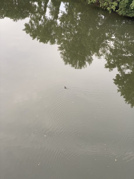 纽约布朗克斯区的哈钦森河图片下载