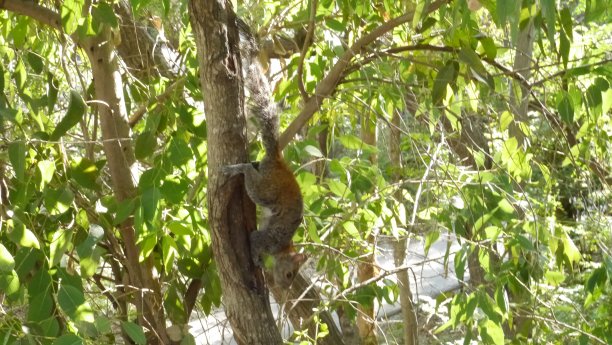 树林里的松鼠图片下载