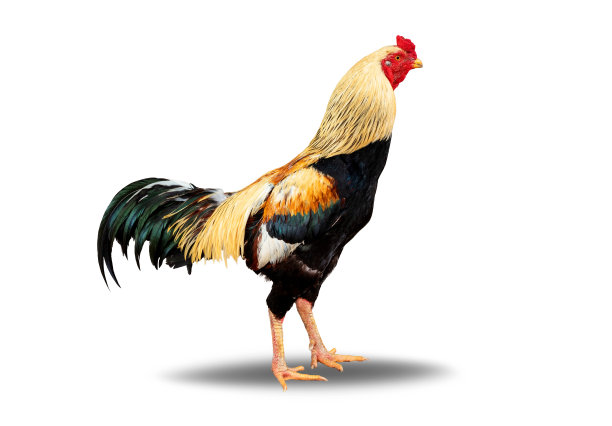 公鸡孤独地站在白色背景上。文件包含与剪切路径，这样很容易工作。图片下载