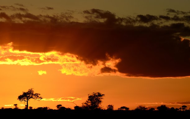 克鲁格国家公园图片下载