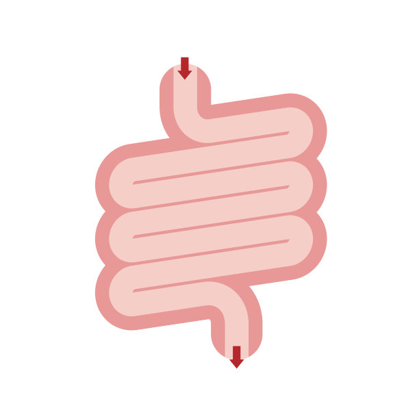 人体内部器官消化系统，载体说明图片下载