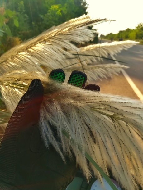 印度旁遮普邦路边的糖蜜。图片下载