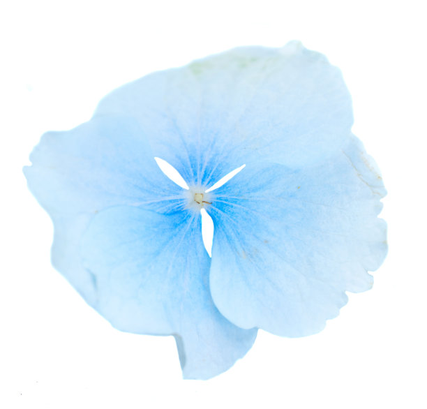 绣球花蓝花图片下载