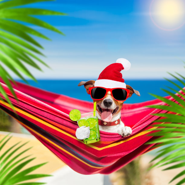 夏日圣诞假期吊床上的狗图片下载