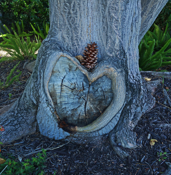 树干上的心形图片下载