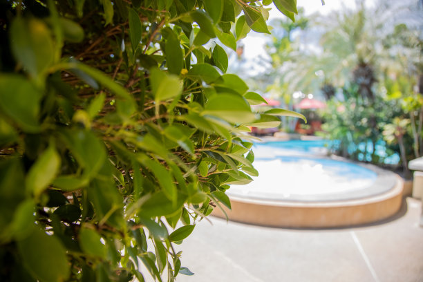 在一个阳光明媚的日子里，游泳池的背景上的绿叶特写模糊不清图片下载